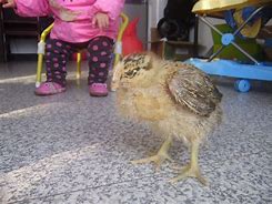 开云体育平台 -嗉怎么读什么意思